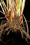 Godfrey's sedge